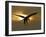 Bald Eagle Preparing to Land Silhouetted by Sun and Clouds, Homer, Alaska, USA-Arthur Morris-Framed Photographic Print