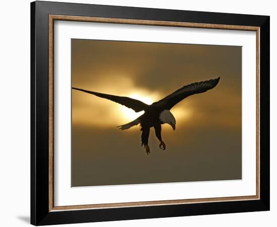 Bald Eagle Preparing to Land Silhouetted by Sun and Clouds, Homer, Alaska, USA-Arthur Morris-Framed Photographic Print