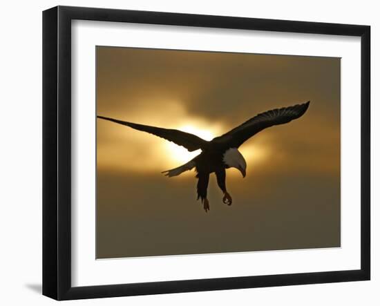 Bald Eagle Preparing to Land Silhouetted by Sun and Clouds, Homer, Alaska, USA-Arthur Morris-Framed Photographic Print