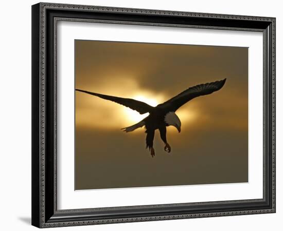 Bald Eagle Preparing to Land Silhouetted by Sun and Clouds, Homer, Alaska, USA-Arthur Morris-Framed Photographic Print