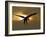 Bald Eagle Preparing to Land Silhouetted by Sun and Clouds, Homer, Alaska, USA-Arthur Morris-Framed Photographic Print