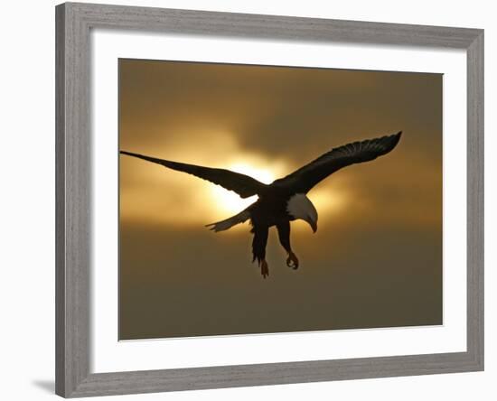 Bald Eagle Preparing to Land Silhouetted by Sun and Clouds, Homer, Alaska, USA-Arthur Morris-Framed Photographic Print