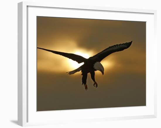 Bald Eagle Preparing to Land Silhouetted by Sun and Clouds, Homer, Alaska, USA-Arthur Morris-Framed Photographic Print