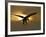 Bald Eagle Preparing to Land Silhouetted by Sun and Clouds, Homer, Alaska, USA-Arthur Morris-Framed Photographic Print