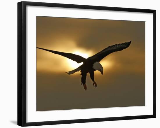 Bald Eagle Preparing to Land Silhouetted by Sun and Clouds, Homer, Alaska, USA-Arthur Morris-Framed Photographic Print