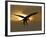 Bald Eagle Preparing to Land Silhouetted by Sun and Clouds, Homer, Alaska, USA-Arthur Morris-Framed Photographic Print