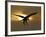 Bald Eagle Preparing to Land Silhouetted by Sun and Clouds, Homer, Alaska, USA-Arthur Morris-Framed Photographic Print