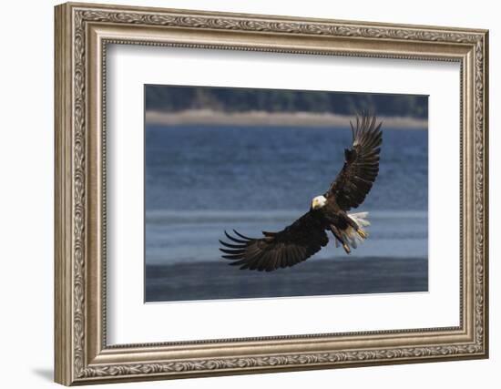 Bald Eagle, Preparing to strike-Ken Archer-Framed Photographic Print