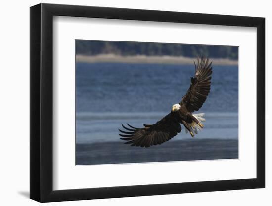 Bald Eagle, Preparing to strike-Ken Archer-Framed Photographic Print