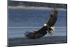 Bald Eagle, Preparing to strike-Ken Archer-Mounted Photographic Print