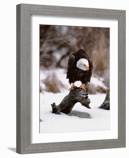 Bald Eagle Preserve, Chilkat, Alaska, USA-Dee Ann Pederson-Framed Photographic Print