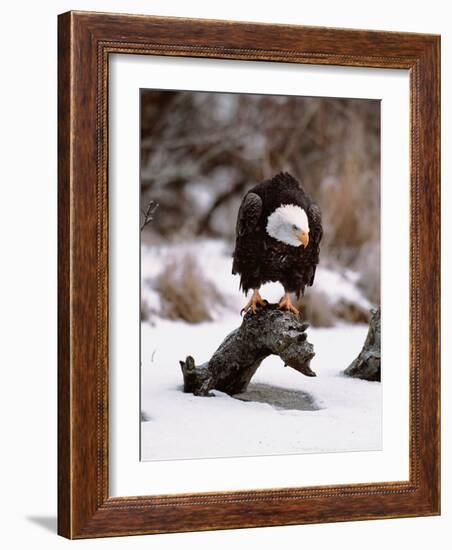 Bald Eagle Preserve, Chilkat, Alaska, USA-Dee Ann Pederson-Framed Photographic Print