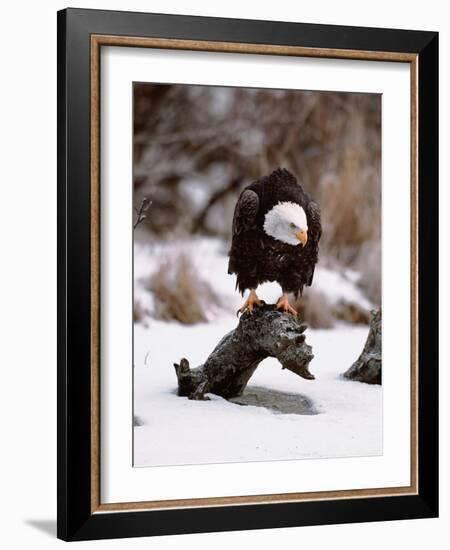 Bald Eagle Preserve, Chilkat, Alaska, USA-Dee Ann Pederson-Framed Photographic Print