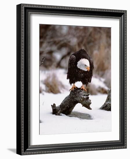 Bald Eagle Preserve, Chilkat, Alaska, USA-Dee Ann Pederson-Framed Photographic Print