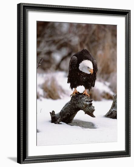 Bald Eagle Preserve, Chilkat, Alaska, USA-Dee Ann Pederson-Framed Photographic Print