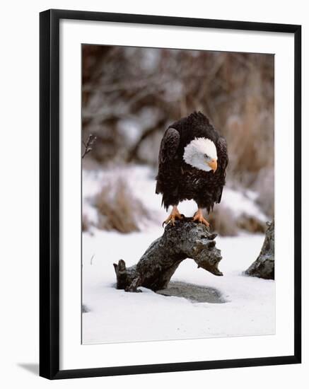 Bald Eagle Preserve, Chilkat, Alaska, USA-Dee Ann Pederson-Framed Photographic Print