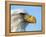 Bald Eagle Profile-John Conrad-Framed Premier Image Canvas