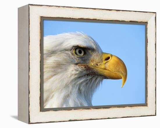 Bald Eagle Profile-John Conrad-Framed Premier Image Canvas