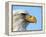 Bald Eagle Profile-John Conrad-Framed Premier Image Canvas