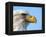 Bald Eagle Profile-John Conrad-Framed Premier Image Canvas