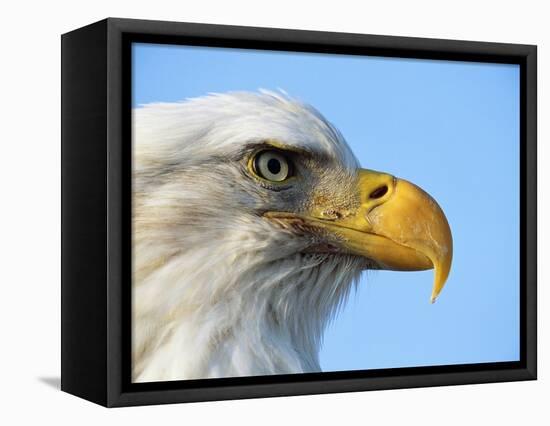 Bald Eagle Profile-John Conrad-Framed Premier Image Canvas