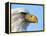 Bald Eagle Profile-John Conrad-Framed Premier Image Canvas