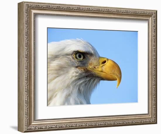 Bald Eagle Profile-John Conrad-Framed Photographic Print
