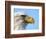 Bald Eagle Profile-John Conrad-Framed Photographic Print