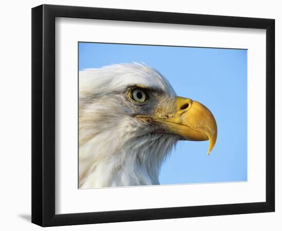 Bald Eagle Profile-John Conrad-Framed Photographic Print
