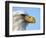 Bald Eagle Profile-John Conrad-Framed Photographic Print