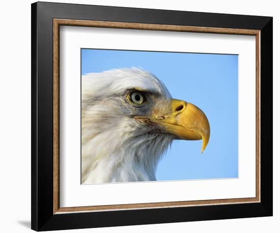 Bald Eagle Profile-John Conrad-Framed Photographic Print