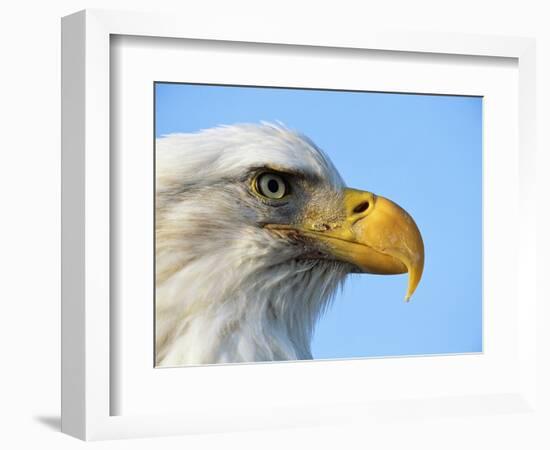 Bald Eagle Profile-John Conrad-Framed Photographic Print