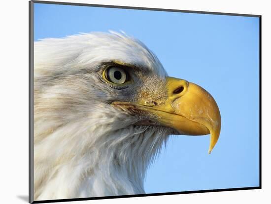 Bald Eagle Profile-John Conrad-Mounted Photographic Print