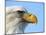 Bald Eagle Profile-John Conrad-Mounted Photographic Print