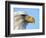 Bald Eagle Profile-John Conrad-Framed Photographic Print