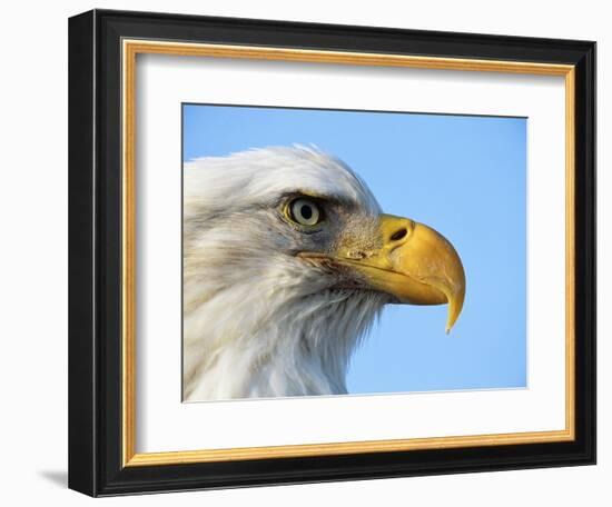 Bald Eagle Profile-John Conrad-Framed Photographic Print