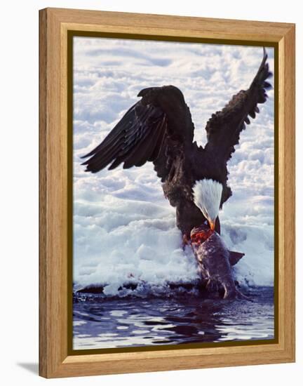 Bald Eagle Pulling a Salmon From the Chilkat River in Alaska, USA-Charles Sleicher-Framed Premier Image Canvas
