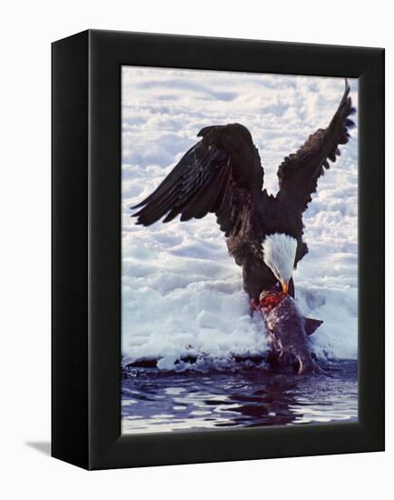 Bald Eagle Pulling a Salmon From the Chilkat River in Alaska, USA-Charles Sleicher-Framed Premier Image Canvas