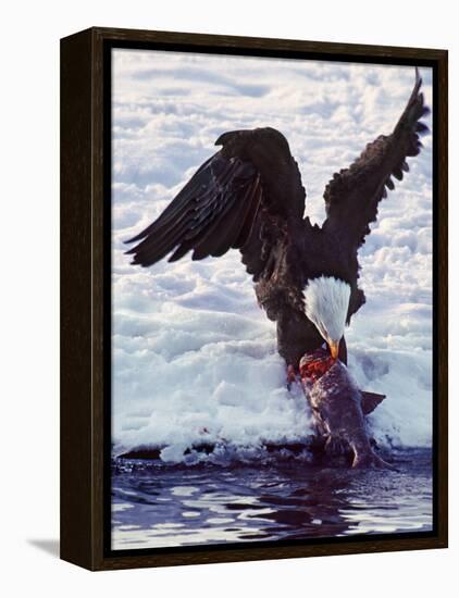 Bald Eagle Pulling a Salmon From the Chilkat River in Alaska, USA-Charles Sleicher-Framed Premier Image Canvas
