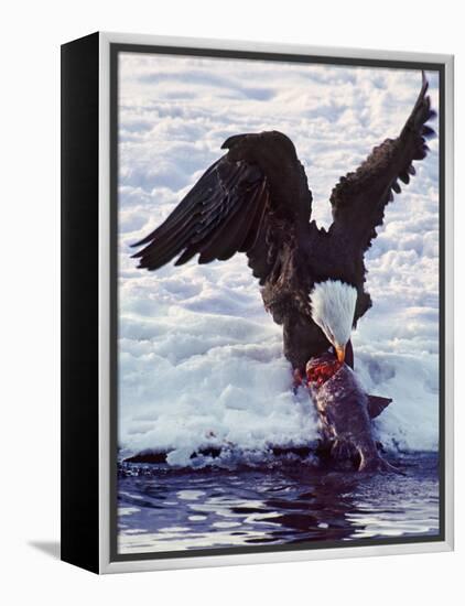 Bald Eagle Pulling a Salmon From the Chilkat River in Alaska, USA-Charles Sleicher-Framed Premier Image Canvas