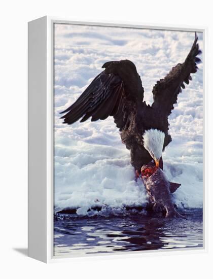 Bald Eagle Pulling a Salmon From the Chilkat River in Alaska, USA-Charles Sleicher-Framed Premier Image Canvas