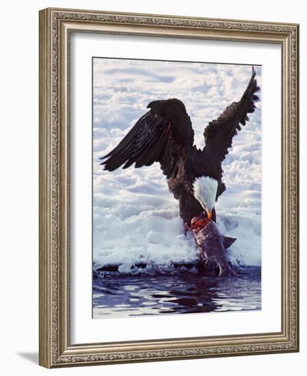 Bald Eagle Pulling a Salmon From the Chilkat River in Alaska, USA-Charles Sleicher-Framed Photographic Print