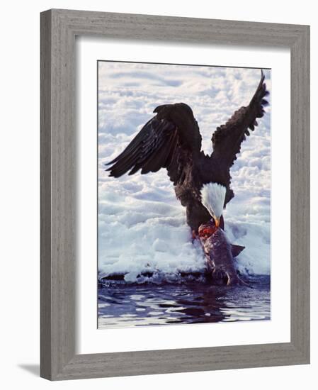 Bald Eagle Pulling a Salmon From the Chilkat River in Alaska, USA-Charles Sleicher-Framed Photographic Print