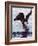 Bald Eagle Pulling a Salmon From the Chilkat River in Alaska, USA-Charles Sleicher-Framed Photographic Print