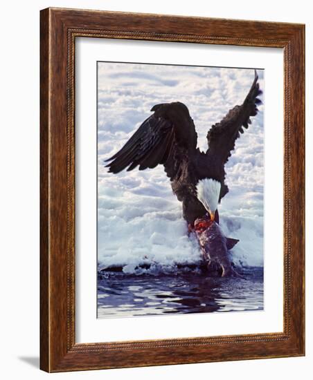 Bald Eagle Pulling a Salmon From the Chilkat River in Alaska, USA-Charles Sleicher-Framed Photographic Print