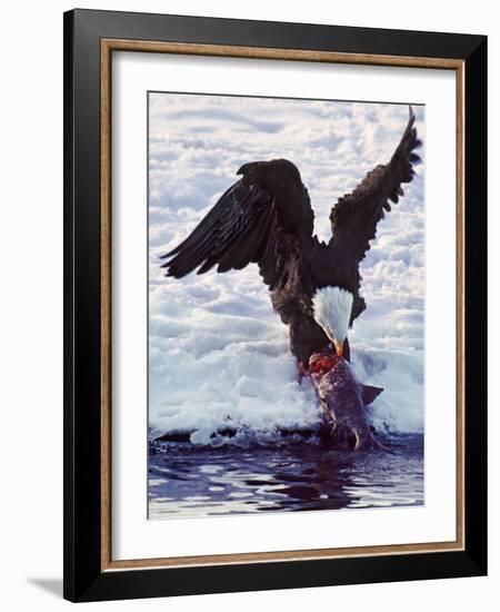 Bald Eagle Pulling a Salmon From the Chilkat River in Alaska, USA-Charles Sleicher-Framed Photographic Print