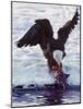 Bald Eagle Pulling a Salmon From the Chilkat River in Alaska, USA-Charles Sleicher-Mounted Photographic Print