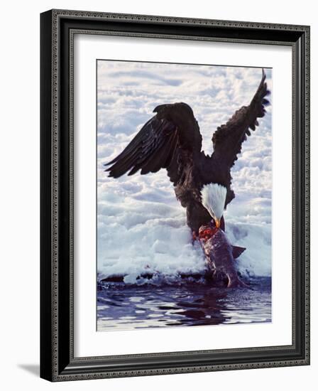 Bald Eagle Pulling a Salmon From the Chilkat River in Alaska, USA-Charles Sleicher-Framed Photographic Print