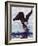Bald Eagle Pulling a Salmon From the Chilkat River in Alaska, USA-Charles Sleicher-Framed Photographic Print