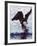 Bald Eagle Pulling a Salmon From the Chilkat River in Alaska, USA-Charles Sleicher-Framed Photographic Print